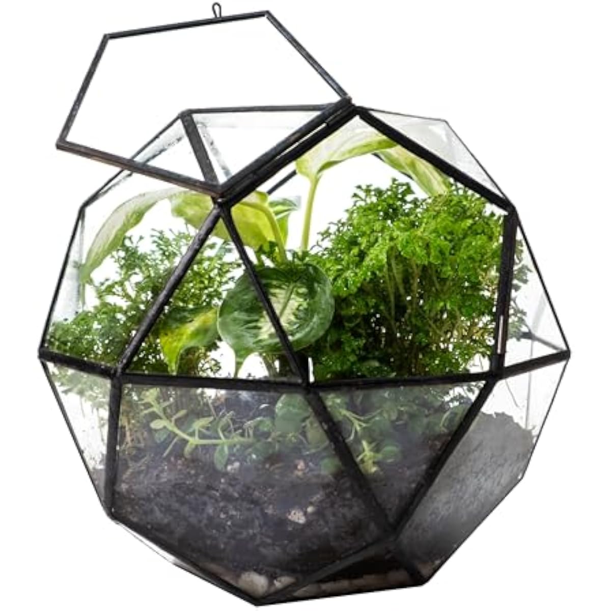 Glass Door Hinge - Geometrisches Kugel-Terrarium mit Scharniertür | Transparente
