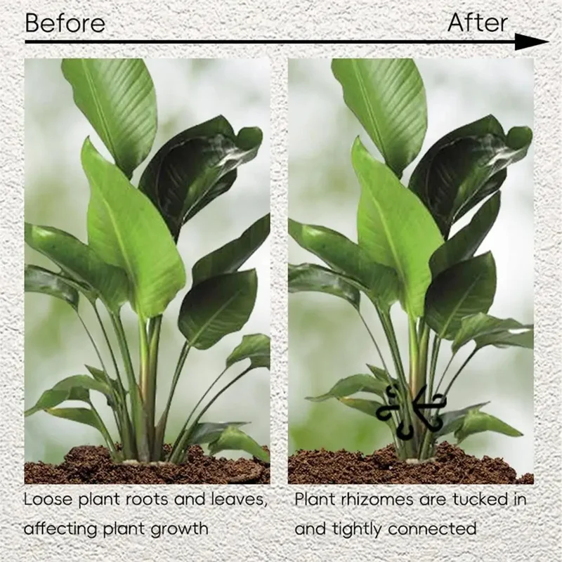 Stielstützen für Alocasia-Mons – Vine Climbing Plastic Bewertung und Preis
